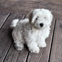 Poncho, a male English Goldendoodle for sale in Lakewood, WI – Photo 2 of 5