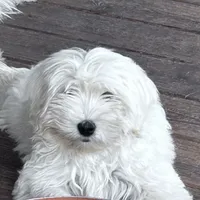 Poncho, a male English Goldendoodle for sale in Lakewood, WI – Photo 4 of 5