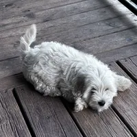 Poncho, a male English Goldendoodle for sale in Lakewood, WI – Photo 3 of 5