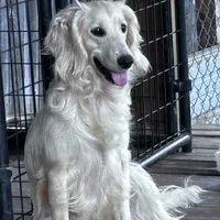 Poncho, a male English Goldendoodle for sale in Lakewood, WI – Photo 5 of 5