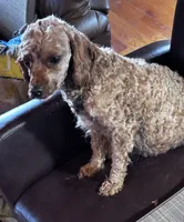 Pregnant cavapoo, a  Cavapoo and Poodle - Toy  for sale in Lakewood, WI – 3 of 4