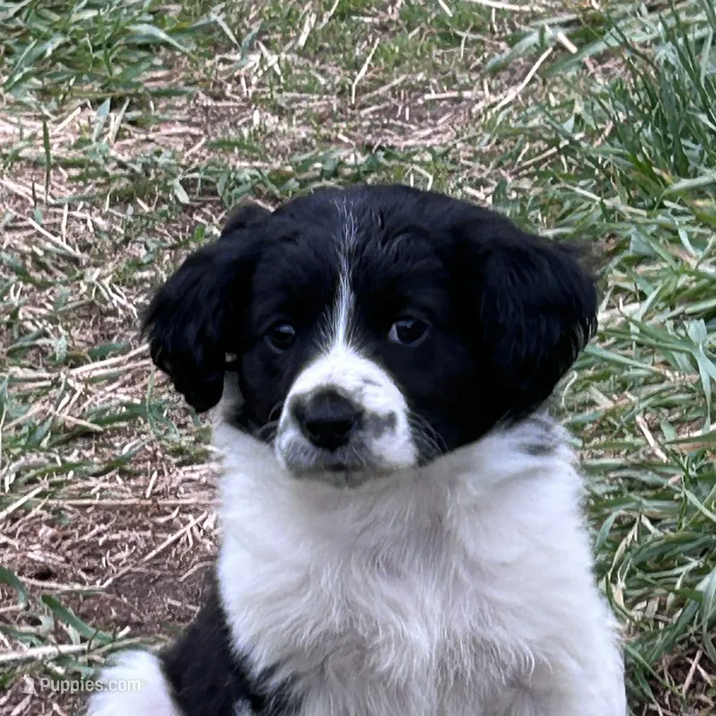 Annie – Cavapoo puppy for sale in Lakewood, WI