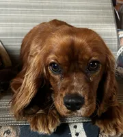 Bentley, a male Irish Setter for sale in Lakewood, WI – 3 of 3