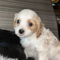 Molly, a female Cavapoo and Cavalier King Charles Spaniel for sale in Lakewood, WI – 2 of 4