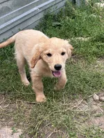 Murphy, a male Miniature Golden Retriever for sale in Lakewood, WI – 3 of 5