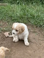 Daisy, a female Miniature Golden Retriever for sale in Lakewood, WI – 3 of 6