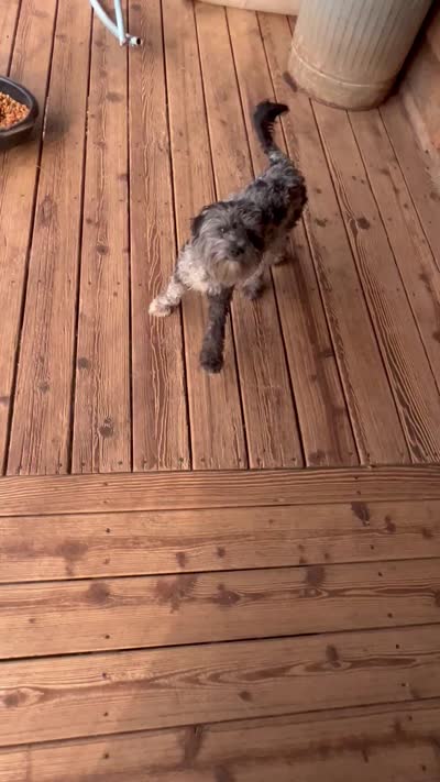 Cuddles  12 months, a female Cavapoo for sale in Lakewood, WI – 6 of 6