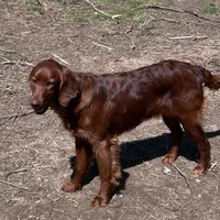 Princess, a female Irish Setter for sale in Lakewood, WI – Photo 3 of 3