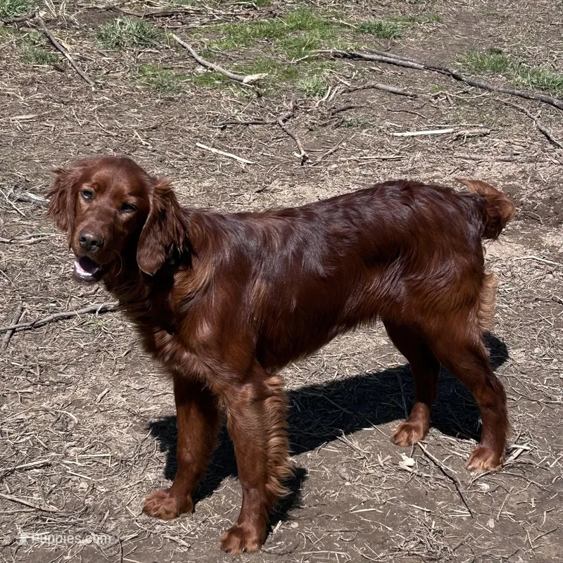 Princess – Irish Setter puppy for sale in Lakewood, WI