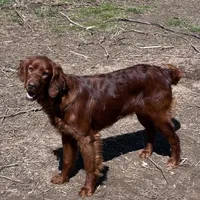 Princess, a female Irish Setter for sale in Lakewood, WI – Photo 1 of 3