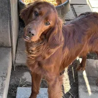 Princess, a female Irish Setter for sale in Lakewood, WI – Photo 2 of 3