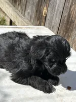 Little boy, a male Yorkshire Terrier and Morkie for sale in Lakewood, WI – 2 of 4