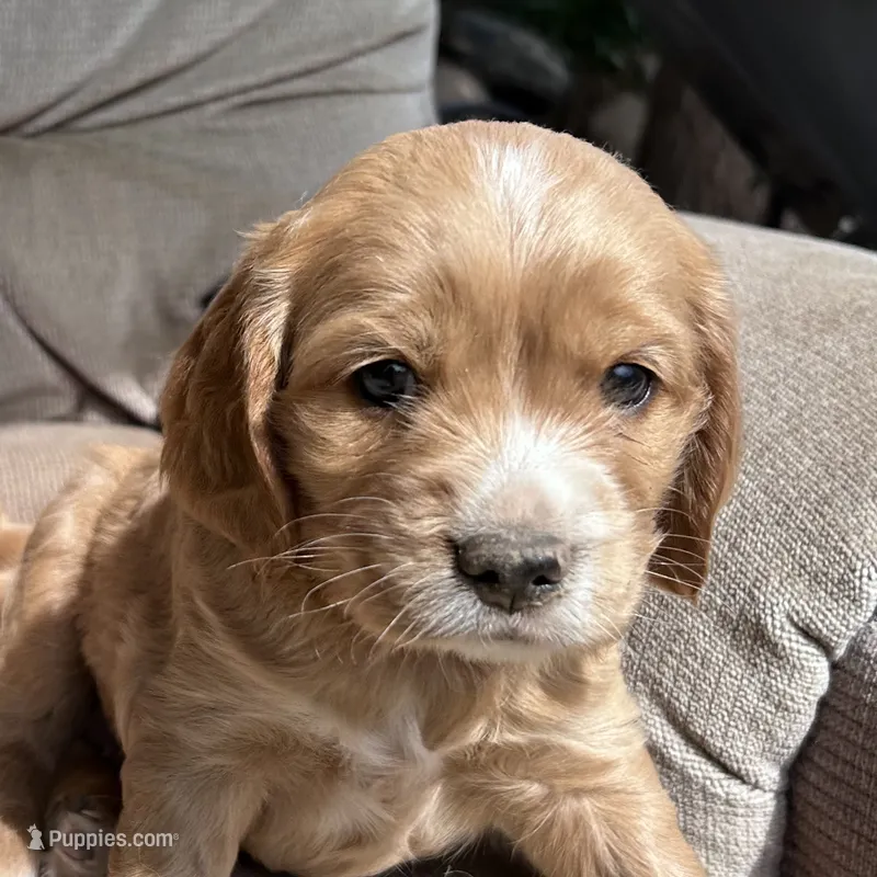 Bentley – Golden Retriever, Miniature Golden Retriever puppy for sale in Lakewood, WI