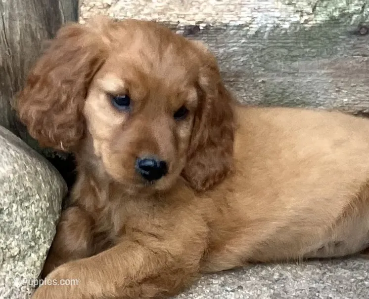 Hazel – English Cream Golden Retriever, Miniature Golden Retriever puppy for sale in Lakewood, WI