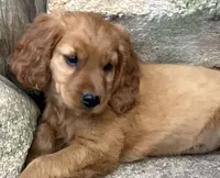 Hazel, a female English Cream Golden Retriever and Miniature Golden Retriever for sale in Lakewood, WI – 1 of 4
