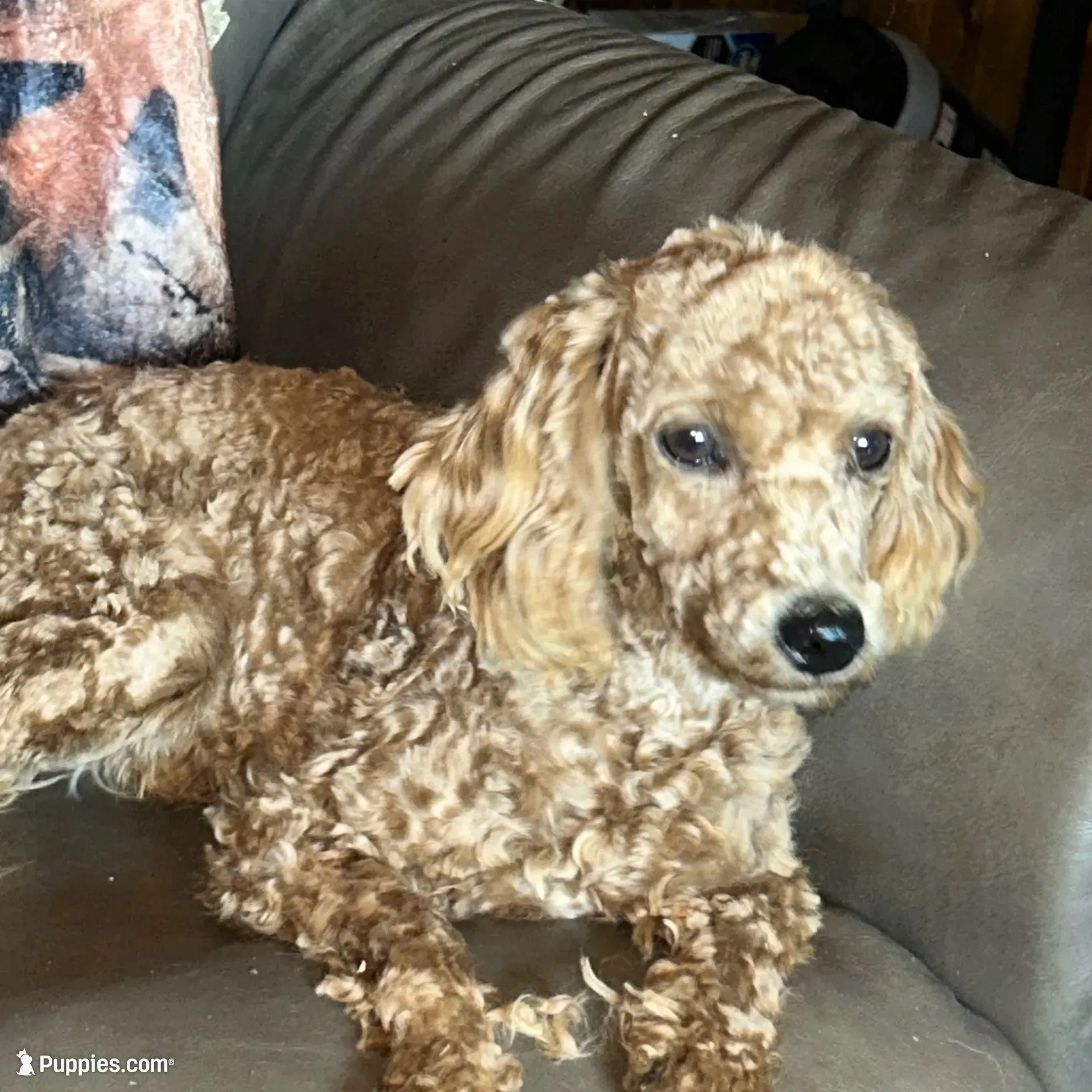 Nice boy, a male Poodle - Toy  and Poodle - Miniature  for sale in Lakewood, WI – 2 of 7