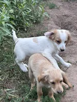 White boy, a male Golden Retriever and Miniature Golden Retriever for sale in Lakewood, WI – 2 of 6