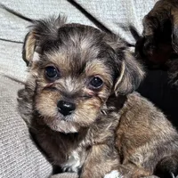 Sable girl, a female Morkie for sale in Lakewood, WI – Photo 1 of 2