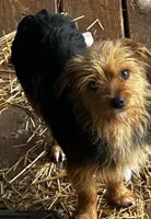 Sable girl, a female Morkie for sale in Lakewood, WI – Photo 2 of 2