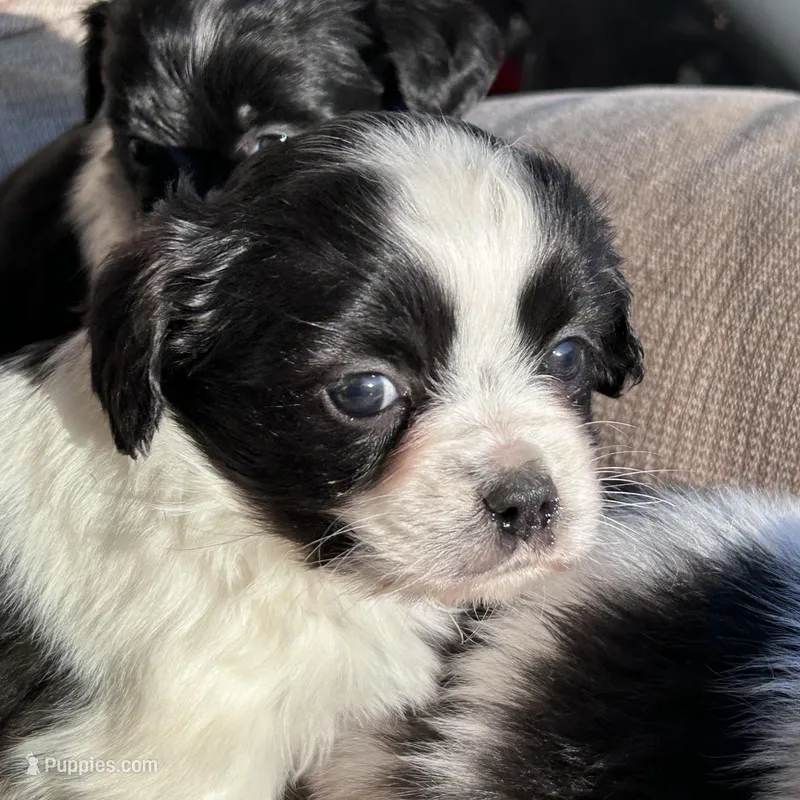 Sophie – Cavapoo puppy for sale in Lakewood, WI