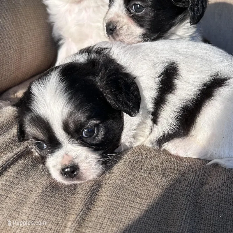 Sweetie  – Cavapoo, Aussalier puppy for sale in Lakewood, WI