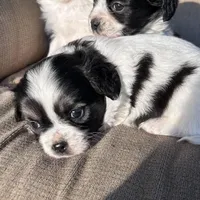 Sweetie , a female Cavapoo and Aussalier for sale in Lakewood, WI – 1 of 7