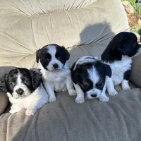 Sweetie , a female Cavapoo and Aussalier for sale in Lakewood, WI – 3 of 7