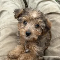  Beautiful sable girl, a female Yorkshire Terrier and Morkie for sale in Lakewood, WI – 4 of 10