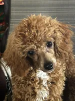 Pregnant  AKC 4 year old, a female Poodle - Miniature  for sale in Lakewood, WI – 3 of 3