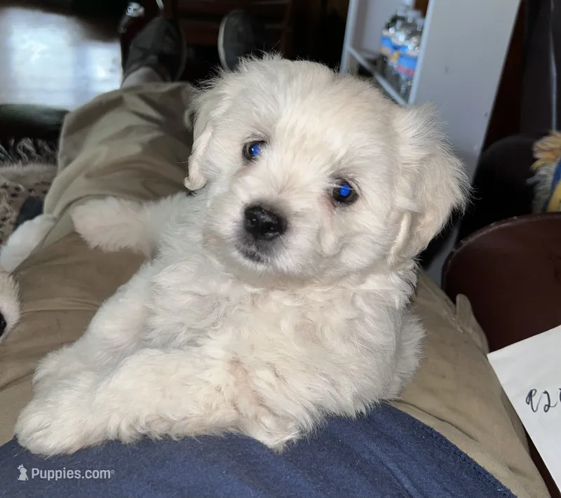 Sweetheart  – English Cream Golden Retriever, Miniature Golden Retriever puppy for sale in Lakewood, WI