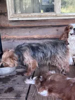 Mindy, a female Yorkshire Terrier for sale in Lakewood, WI – 5 of 5