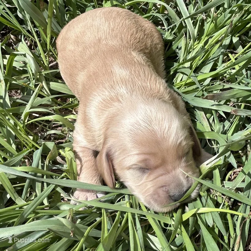Murphy – Golden Retriever, Miniature Golden Retriever puppy for sale in Lakewood, WI