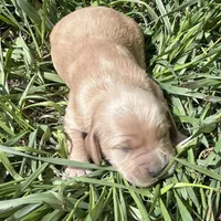 Murphy, a male Golden Retriever and Miniature Golden Retriever for sale in Lakewood, WI – 1 of 4
