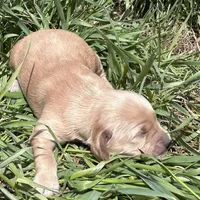 Murphy, a male Golden Retriever and Miniature Golden Retriever for sale in Lakewood, WI – 2 of 4