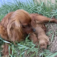 Murphy, a male Golden Retriever and Miniature Golden Retriever for sale in Lakewood, WI – 4 of 4