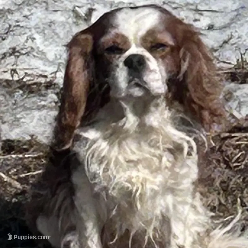 Marcus – Cavalier King Charles Spaniel puppy for sale in Lakewood, WI