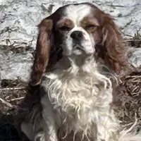 Marcus, a male Cavalier King Charles Spaniel for sale in Lakewood, WI – Photo 2 of 2