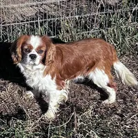 Marcus, a male Cavalier King Charles Spaniel for sale in Lakewood, WI – Photo 1 of 2