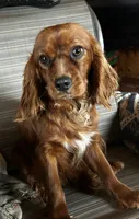 Miss sweets, a female Cavapoo for sale in Lakewood, WI – 4 of 4