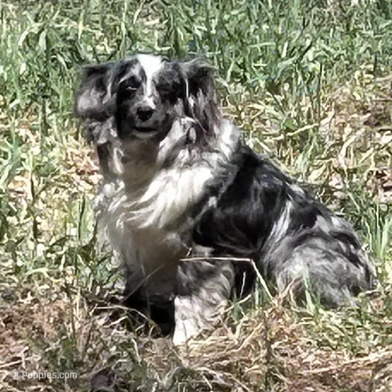 Blue eyed girl – Toy Australian Shepherd puppy for sale in Lakewood, WI