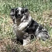 Blue eyed girl, a female Toy Australian Shepherd for sale in Lakewood, WI – 1 of 5