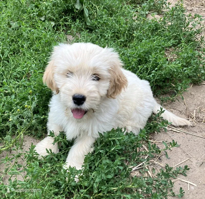 Happy – Miniature Golden Retriever puppy for sale in Lakewood, WI