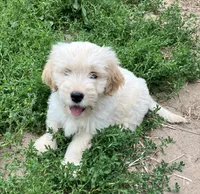 Happy, a male Miniature Golden Retriever for sale in Lakewood, WI – 1 of 4