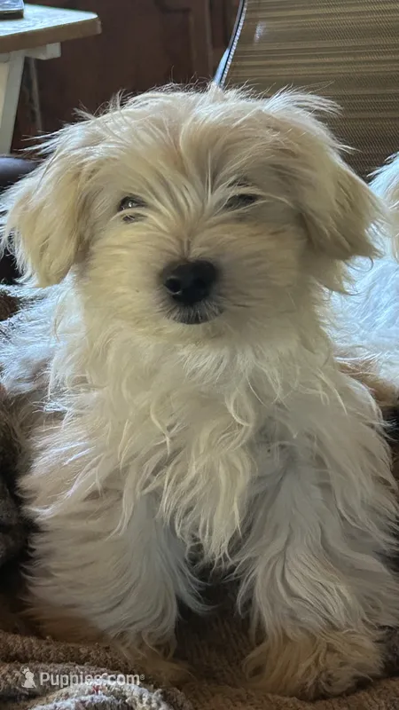 Best pup ever – Maltese puppy for sale in Lakewood, WI