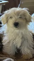 Best pup ever, a female Maltese for sale in Lakewood, WI – 1 of 2