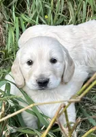 Buddy, a male Golden Retriever and Miniature Golden Retriever for sale in Lakewood, WI – 2 of 6
