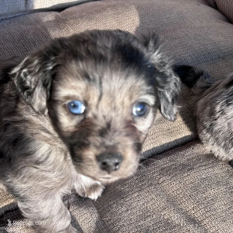 Blue eye – Cavapoo, Aussalier puppy for sale in Lakewood, WI