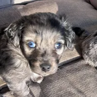 Blue eye, a male Cavapoo and Aussalier for sale in Lakewood, WI – 1 of 5