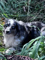 Blue eye, a male Cavapoo and Aussalier for sale in Lakewood, WI – 5 of 5