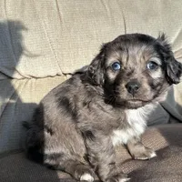 Blue eye, a male Cavapoo and Aussalier for sale in Lakewood, WI – 3 of 5